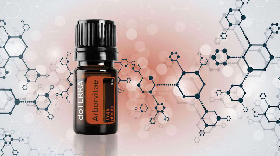 Arborvitae 5mL photo tudes scientifiques