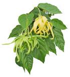 Ylang Ylang